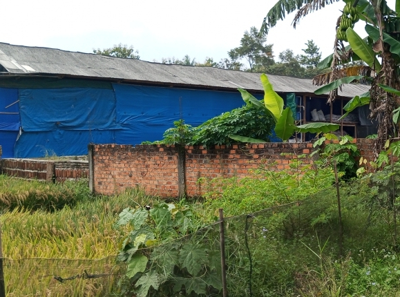 Warga keluhkan bau menyengat dari kandang ayam dekat pemukiman 